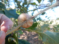 Striatoandricus aciculatus