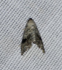 Abablemma duomaculata