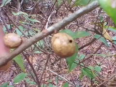 Amphibolips melanocera
