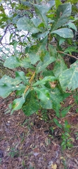 Amphibolips melanocera