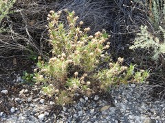 Plantago sempervirens