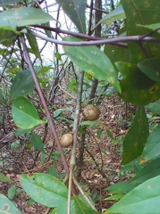 Amphibolips melanocera