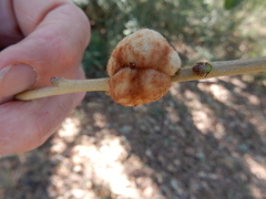 Striatoandricus aciculatus