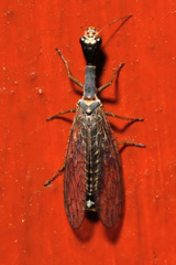 Raphidiina