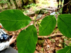 Vangueria bowkeri