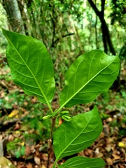 Vangueria bowkeri