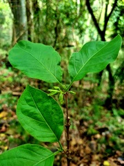 Vangueria bowkeri