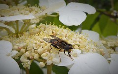 Helophilus antipodus