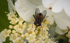 Helophilus antipodus