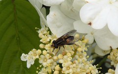 Helophilus antipodus