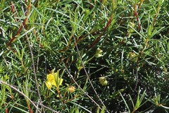 Hibbertia capensis