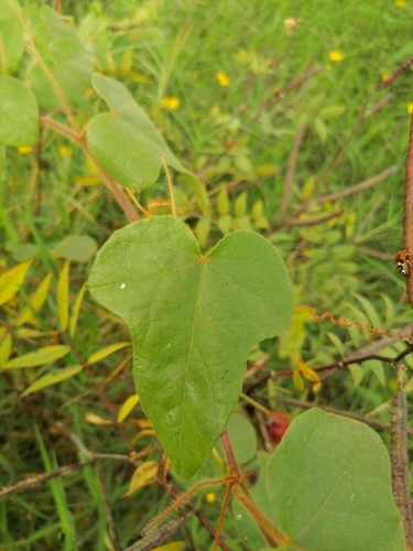 Passiflora lanuginosa