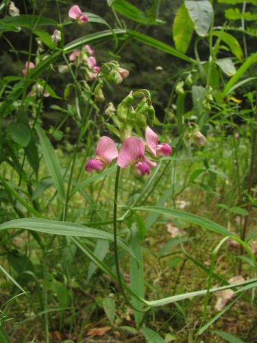 Lathyrus sylvestris iNat (2)