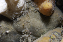 Hymedesmia peachii