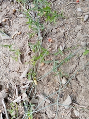 Ibervillea tenuisecta