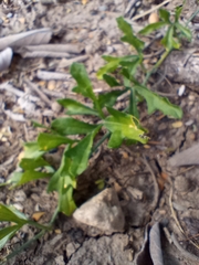 Ibervillea tenuisecta