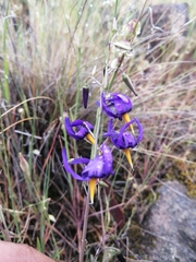 Conanthera bifolia