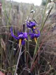Conanthera bifolia
