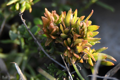 Exomis microphylla