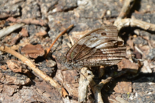 Istočni sivac (Hipparchia syriaca)