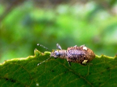 Mimographus
