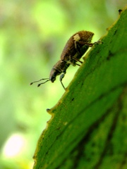 Mimographus