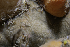 Hymedesmia peachii