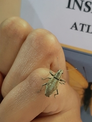 Naupactus xanthographus