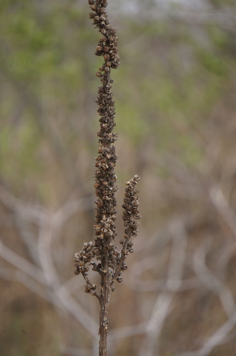 Verbascum thapsus