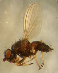 Nocticanace marshallensis