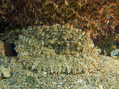 Actinostella flosculifera