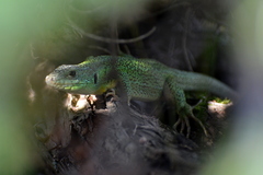 Lacerta trilineata major