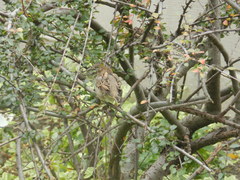 Passer domesticus