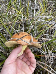 Suillus pseudobrevipes