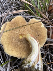 Suillus pseudobrevipes