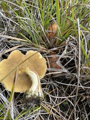 Suillus pseudobrevipes