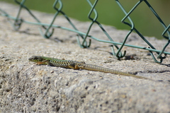 Podarcis siculus campestris