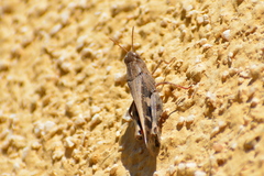 Aiolopus strepens