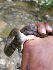 Nerodia rhombifer
