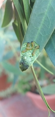 Adurgoa gonagra