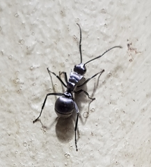 Polyrhachis schlueteri