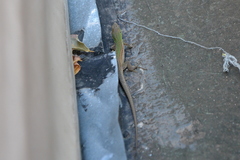 Podarcis siculus campestris