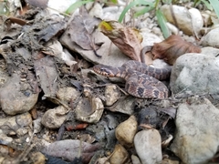 Nerodia erythrogaster