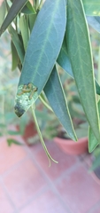 Adurgoa gonagra