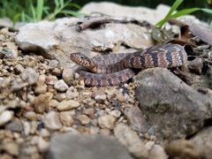 Nerodia erythrogaster