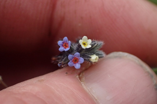 Myosotis discolor iNat (2)