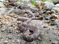Nerodia erythrogaster