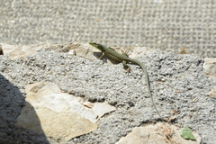 Podarcis siculus campestris