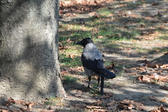 Corvus cornix