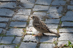 Passer domesticus